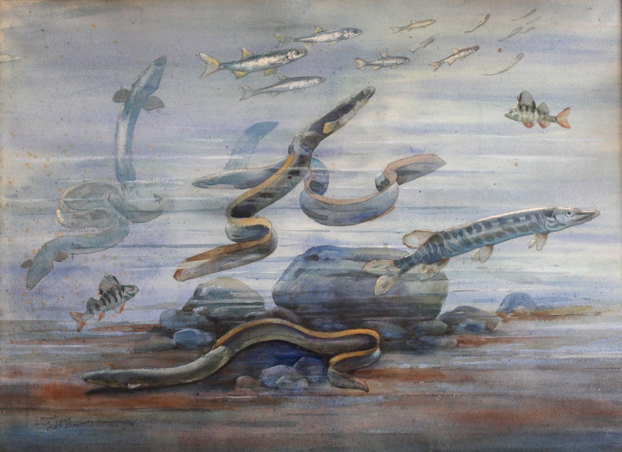 Mořská ryba, cca 1907 (akvarel) od Charles Bernier