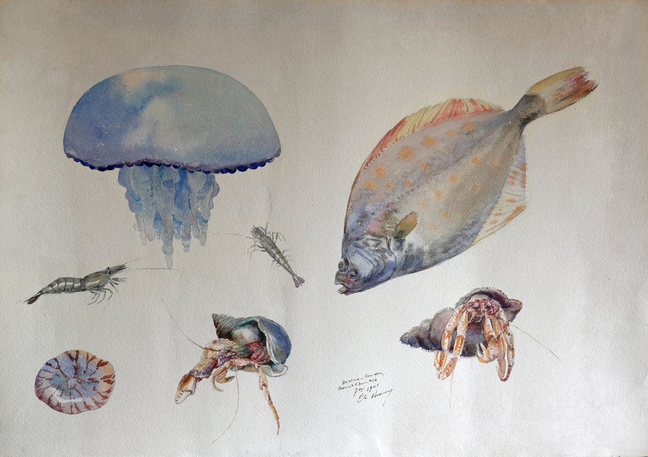 Akvarel s medúzami, cca 1901 (akvarel) od Charles Bernier