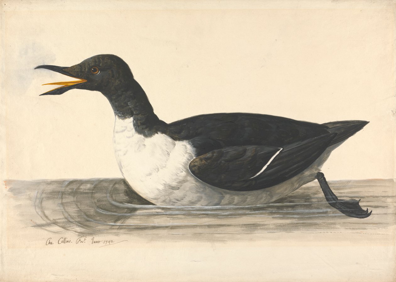 A William, červen 1742 od Charles Collins