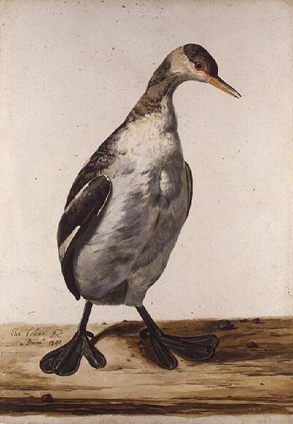 The Greater Loon (akvarel na papíře) od Charles Collins