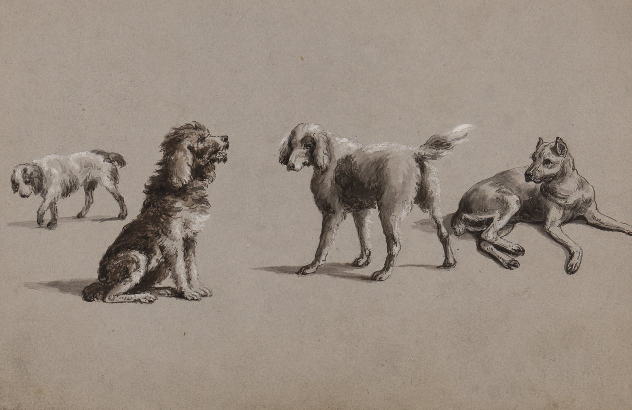 Studie psů (pero, štětec, inkoust a kvaš na papíře) od Charles Cooper Henderson
