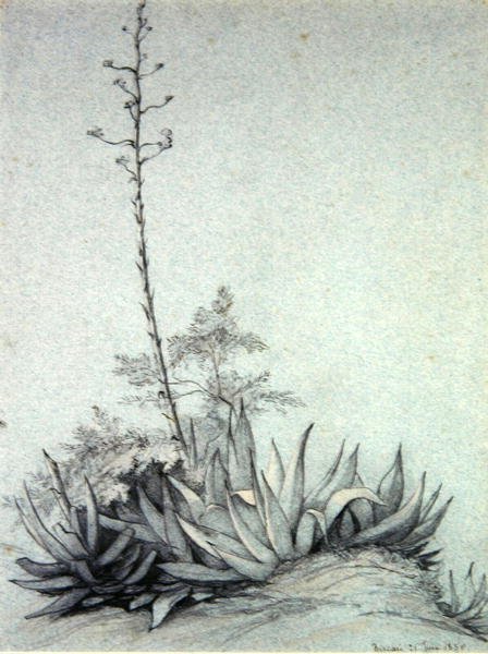 Kvetoucí Yucca od Charles Damour