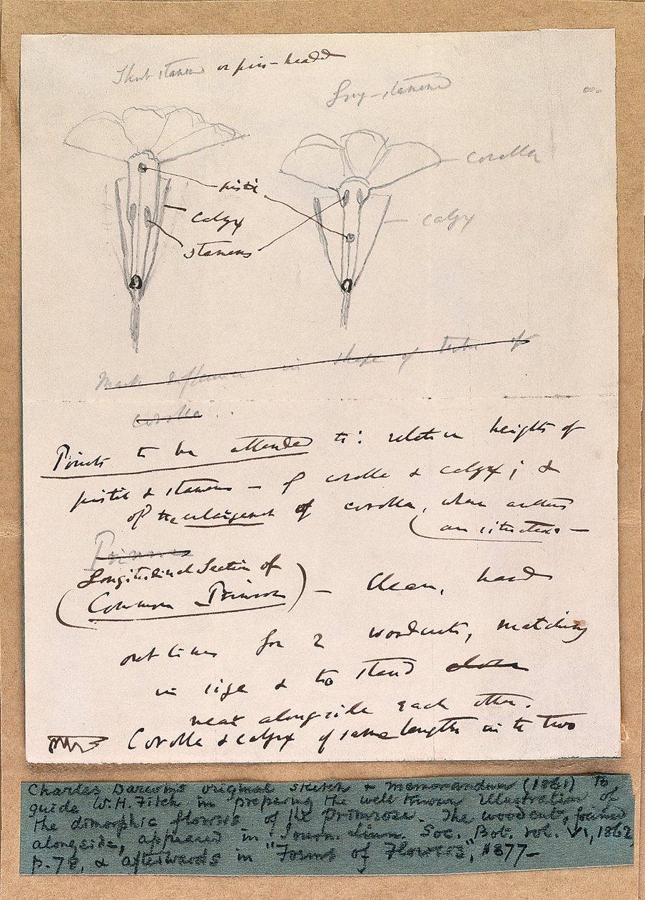 Autogramová skica dimorfních květů prvosenky, 1861 od Charles Darwin