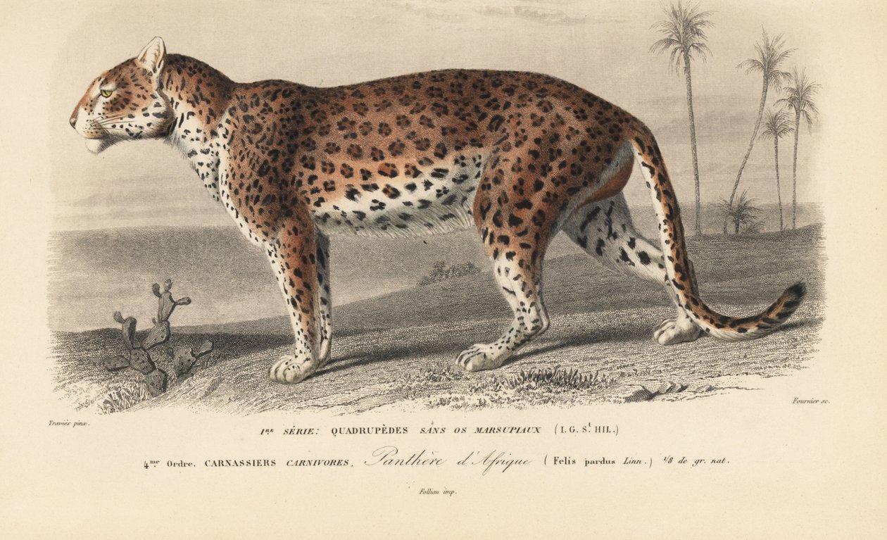 Leopard, z "Dictionnaire Universel d