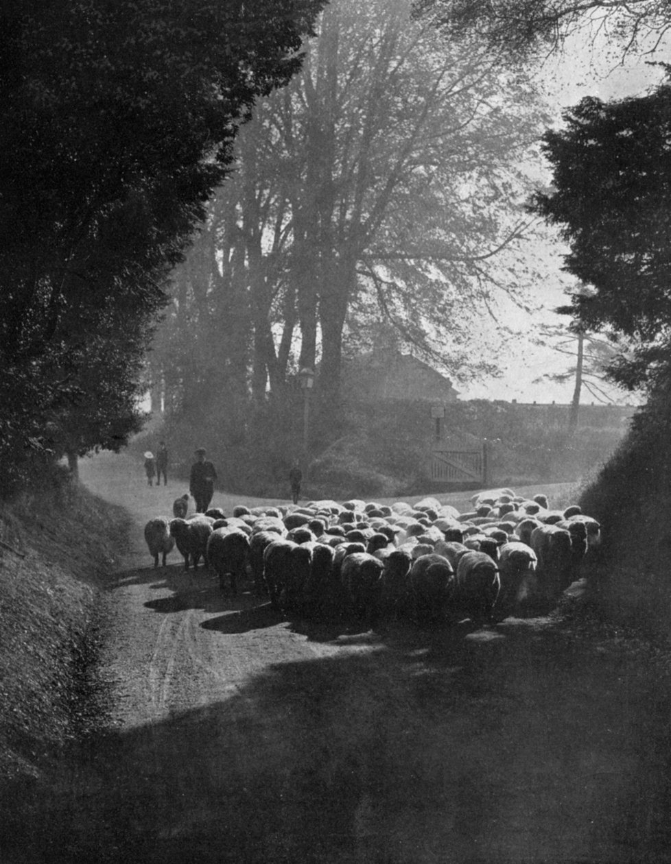 Ovce na cestě na Wilton Sheep Fair, Wilton, Wiltshire, 1924-1926 od Charles E. Brown