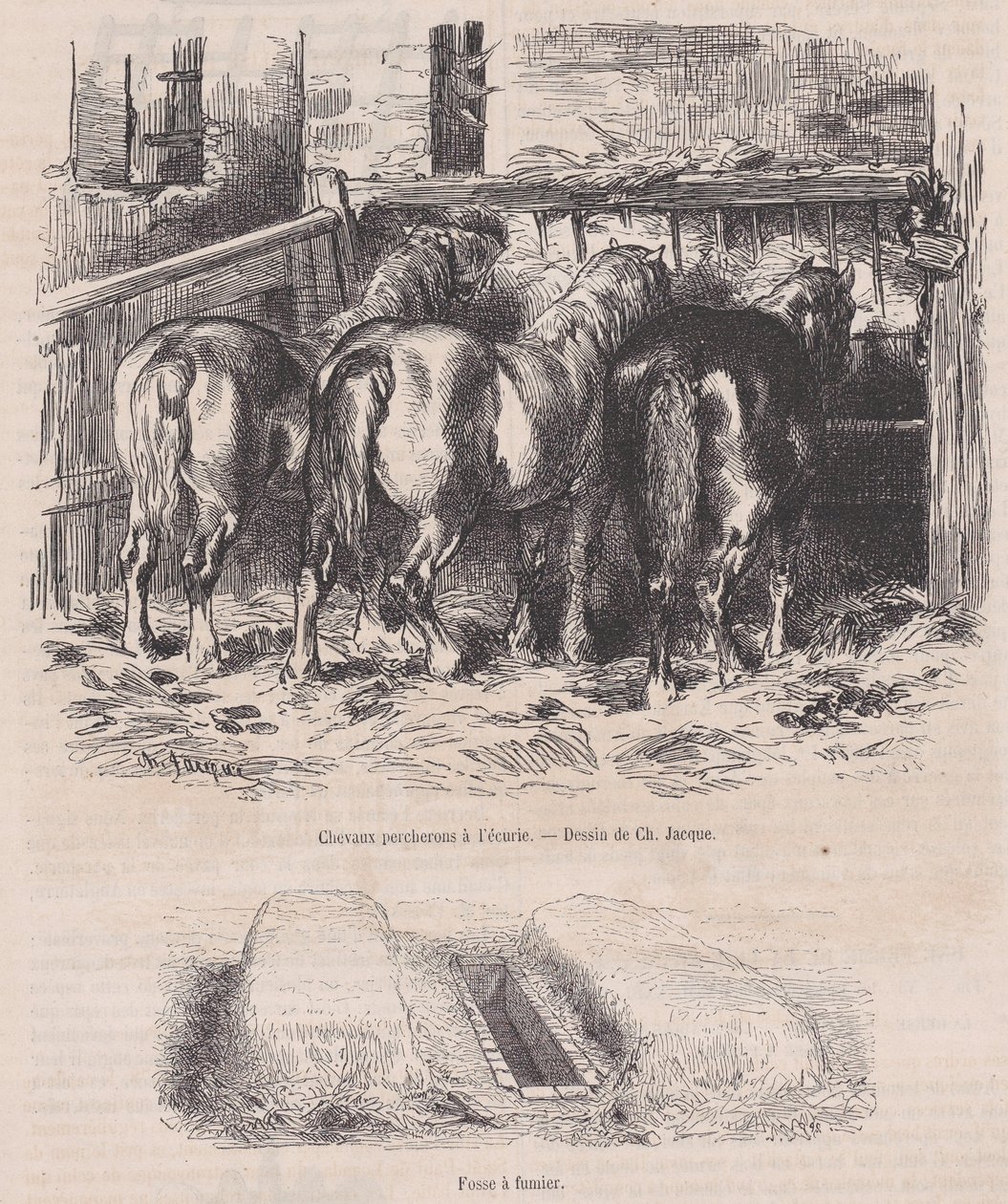 Percheronští koně ve stáji, Hnojná jáma, z Magasin Pittoresque, ca. 1852, ca. 1852. od Charles Emile Jacque