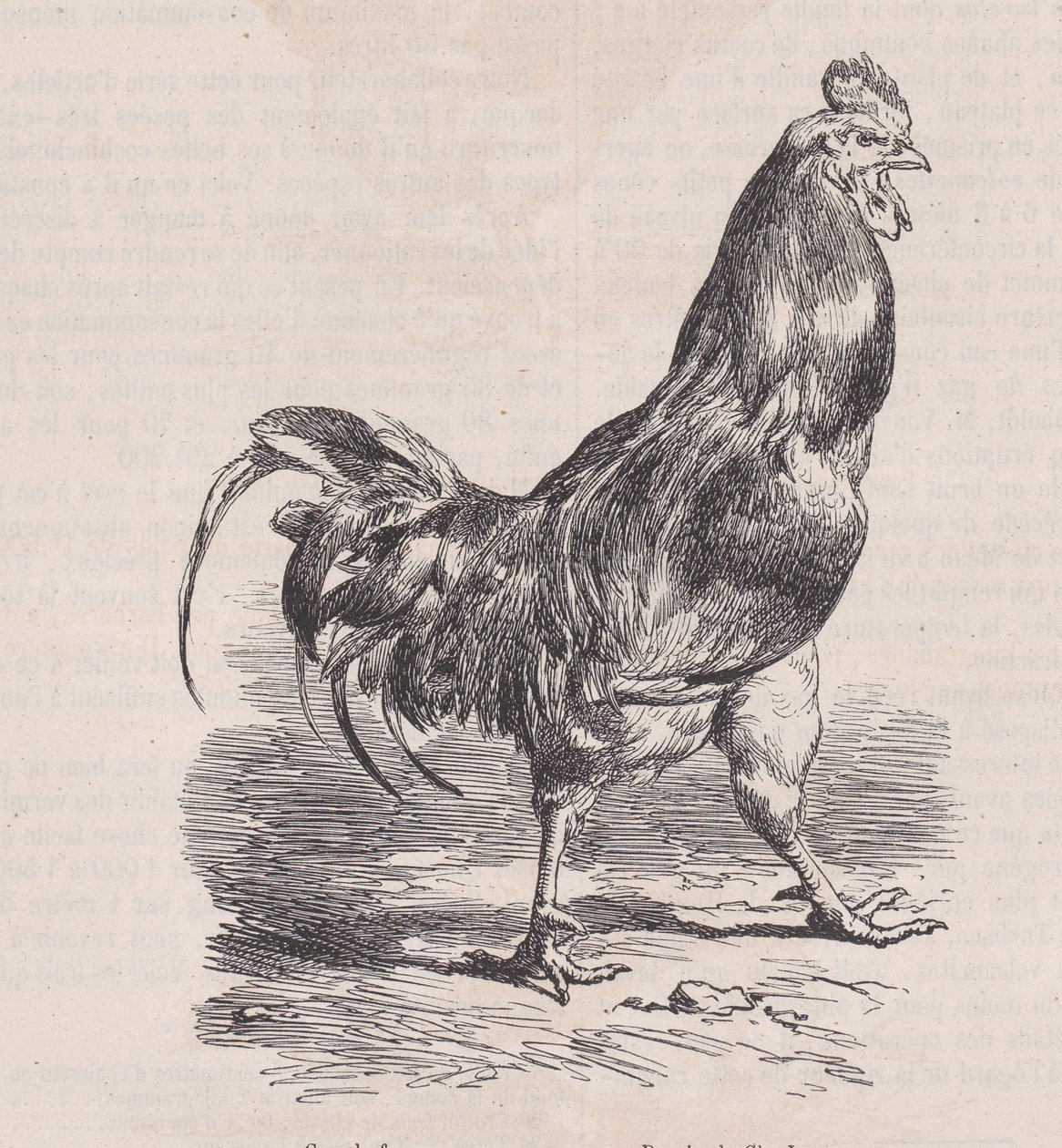 Farmářský kohout, běžné plemeno., od Magasin Pittoresque, ca. 1852. od Charles Emile Jacque