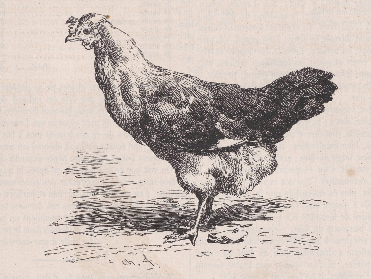 Obyčejná francouzská slepice, chudá vrstva., od Magasin Pittoresque, ca. 1852. od Charles Emile Jacque