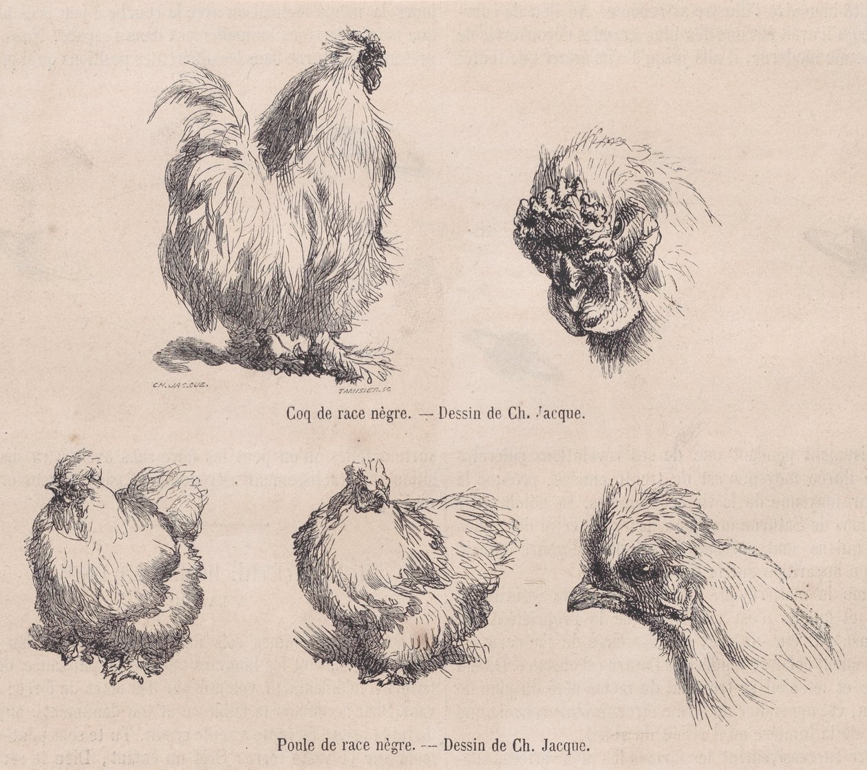 Silkie Cockerel a Silkie Hen, z Le Magasin Pittoresque, září 1861 od Charles Emile Jacque