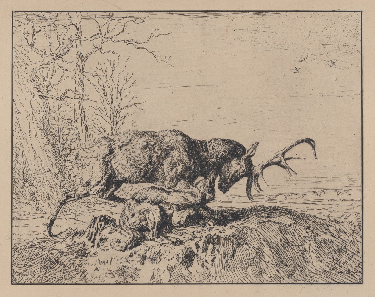 Stag Fighting a Wolf, po Antoine Louis Barye, 1846. od Charles Emile Jacque