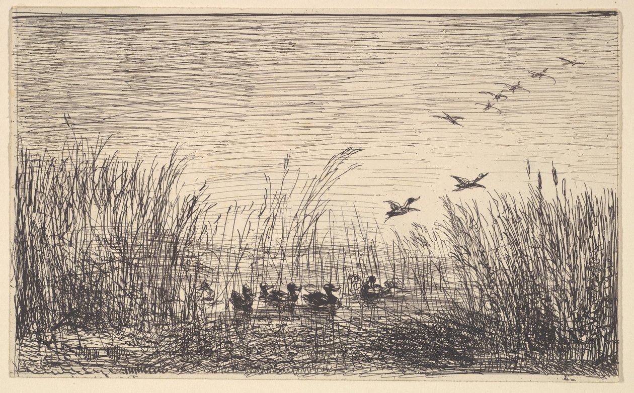 Ducks in the Marshes, [1862], přetištěno 1921. od Charles Francois Daubigny