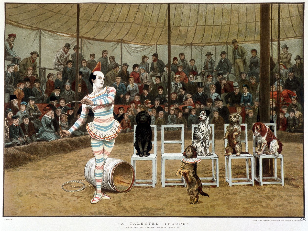 Učení psi: cirkusová scéna s klaunem a psy - podle Charlese Greena, anglický chromo 1885. ¿Učení psi: cirkusová scéna s klaunem a psy - podle Charlese Greena, anglický chromo 1885. ¿ od Charles Green