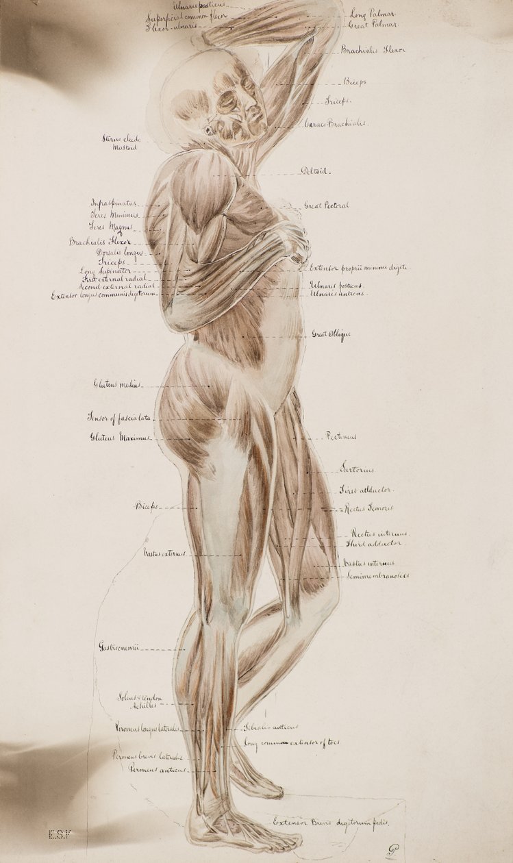 Studie [Lidské svaly (s titulkem)], kolem roku 1884 (umývací kresba) od Charles Gustav Louis Phillips