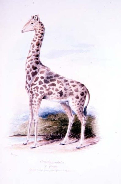 Žirafa od Jamese Edwina Edwarda Dawea, ilustrace k The Ruminantia Vol. já (akvarel) od Charles Hamilton (after) Smith