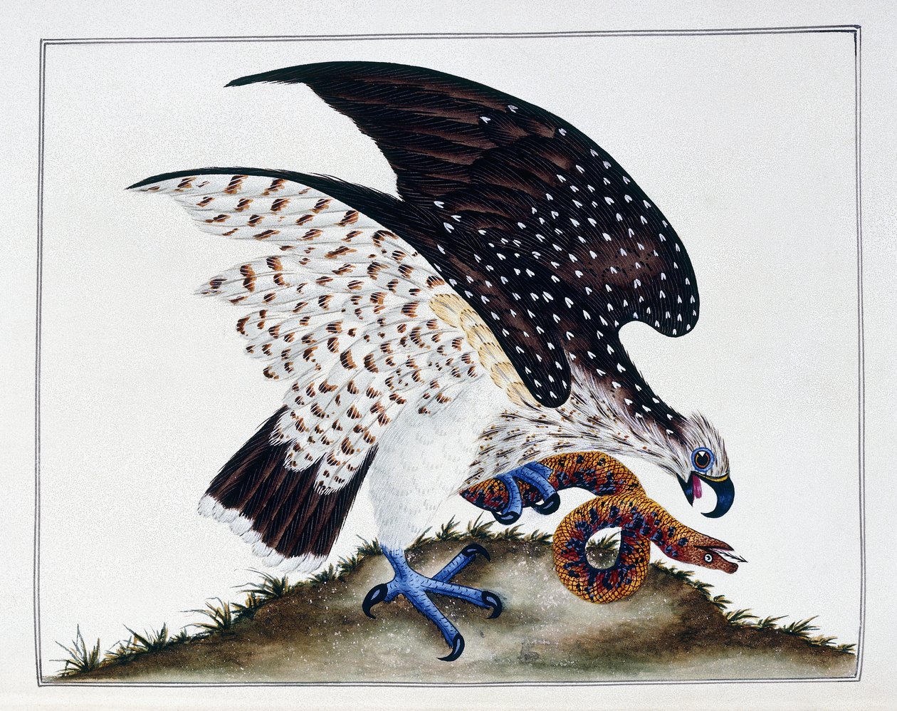 Dravý pták s hadem, 1808-21 od Charles Hayes