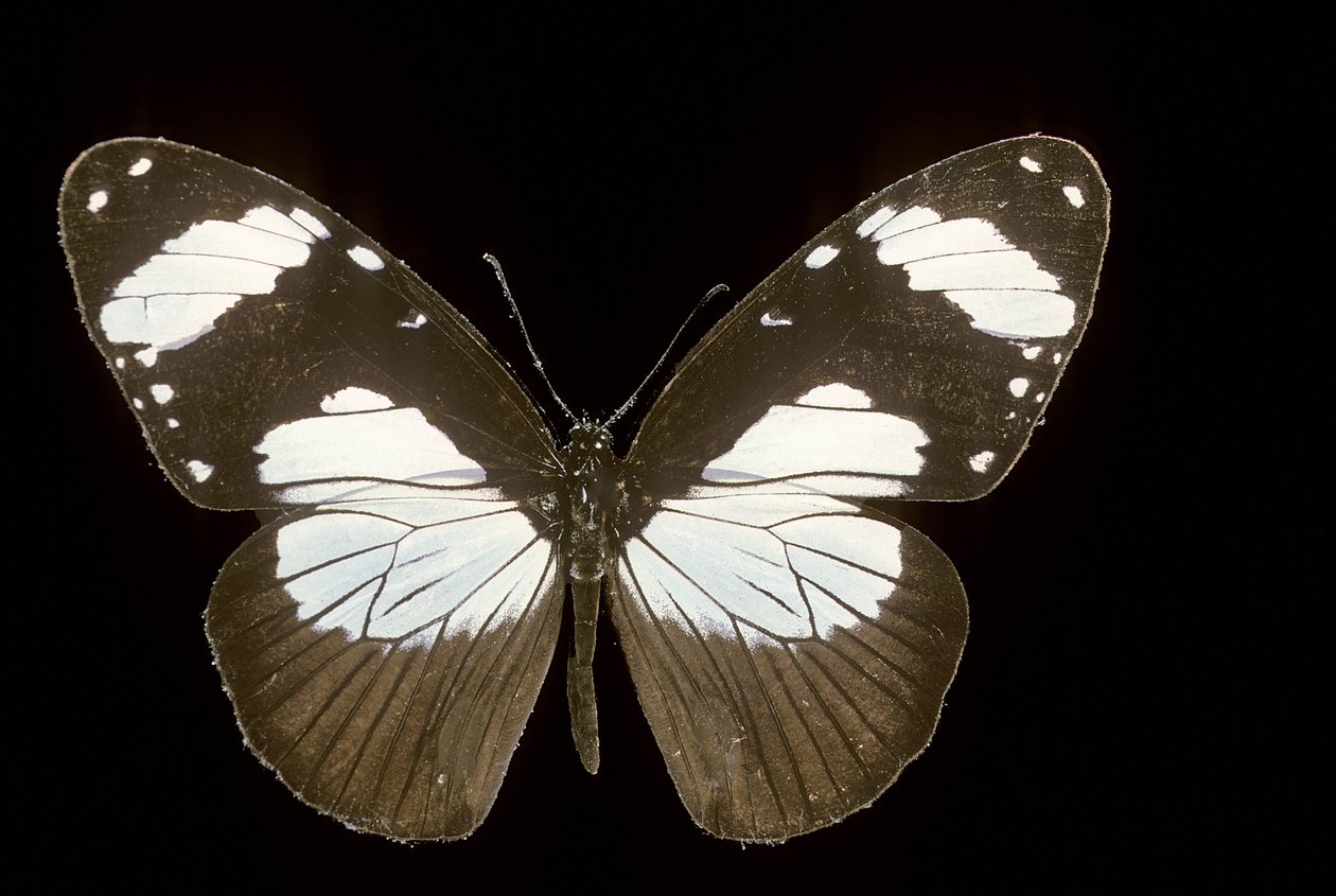 amauris comorana od Augustus Kollner