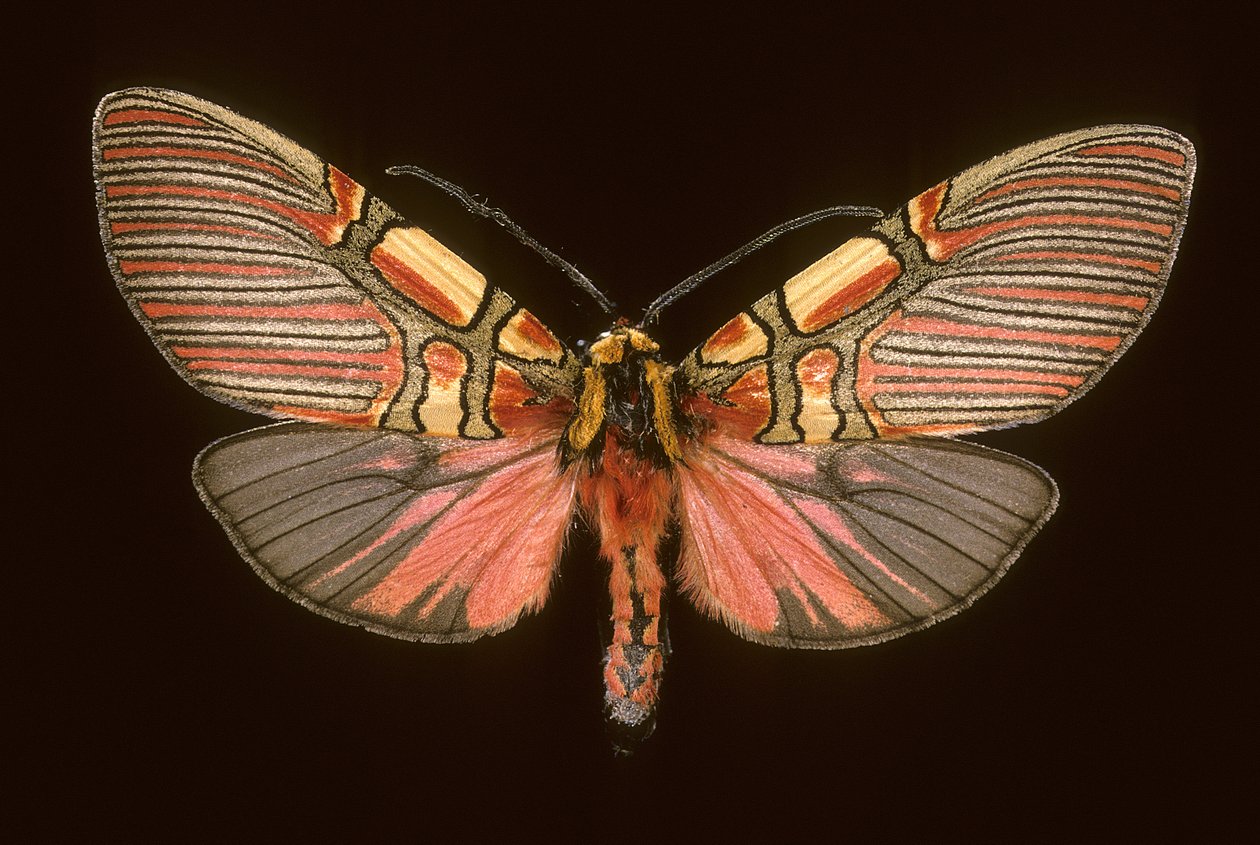 Anaxita constricta od Augustus Kollner