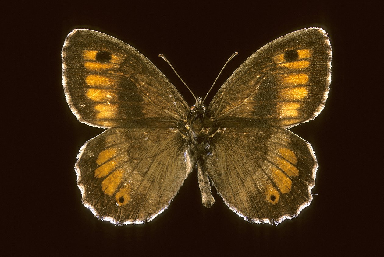 Arethusana arethusa/Malý hrubý od Augustus Kollner