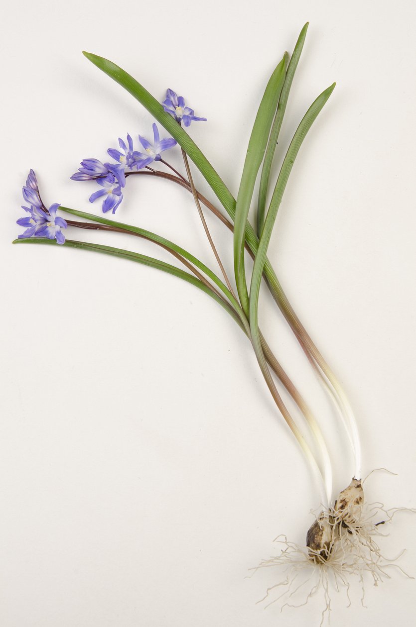 Botanická deska/Chionodoxa forbesii/Chionodoxa luciliae/Glory of the Snow od Augustus Kollner
