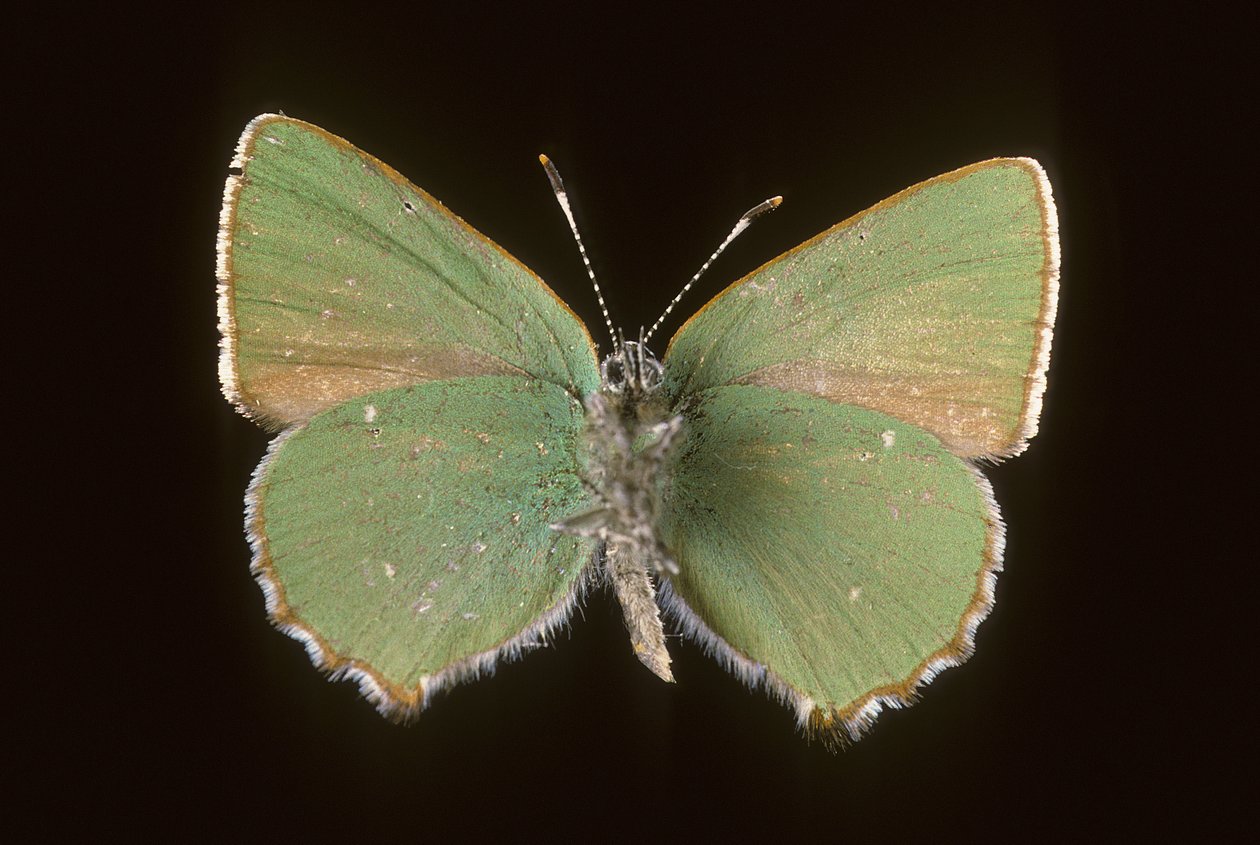 Callophrys rubi/Argus zelený od Augustus Kollner