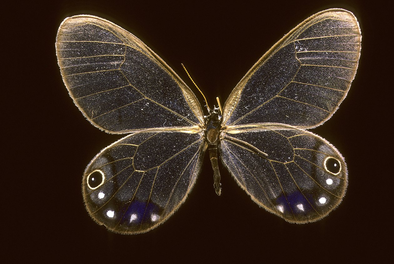 Cithaerias esmeralda/Esmeralda od Augustus Kollner