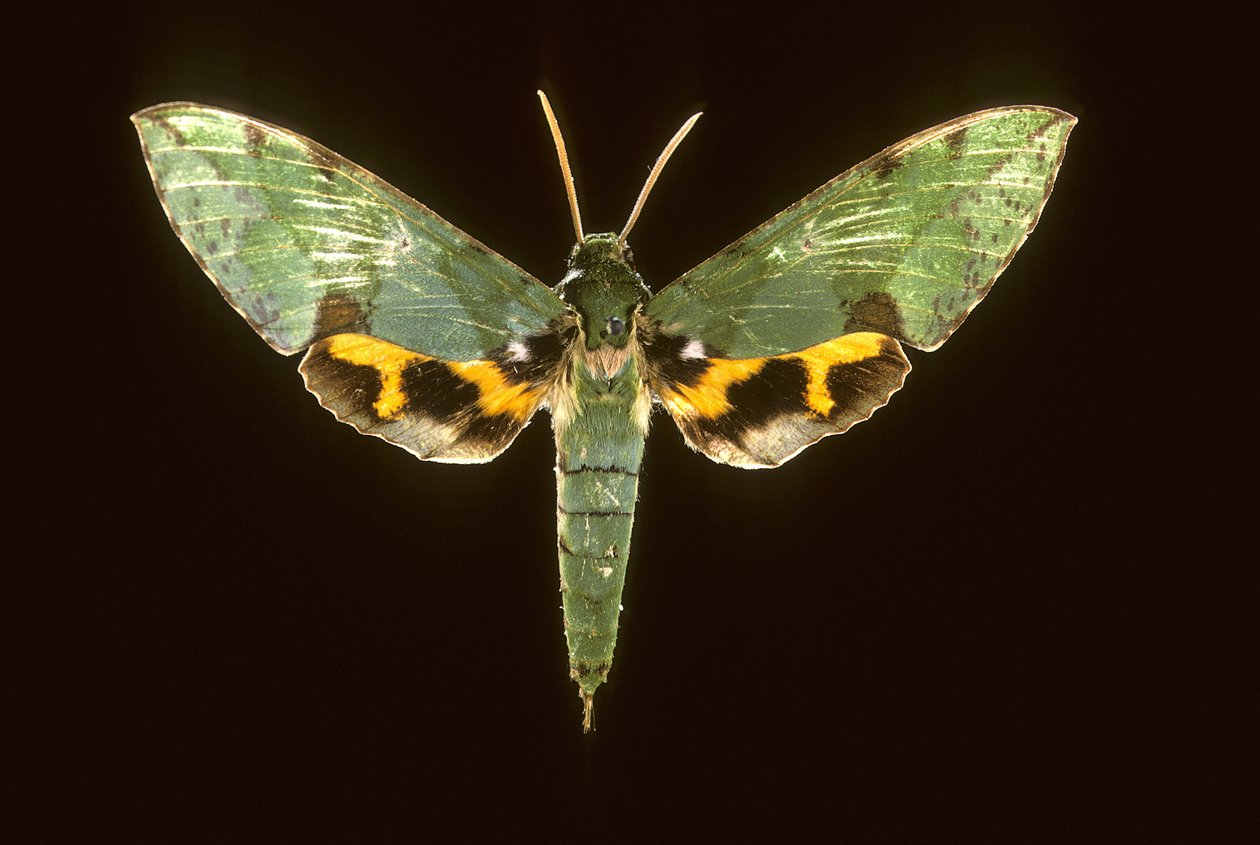 Euchloron megaera/Sfinga zelená od Augustus Kollner