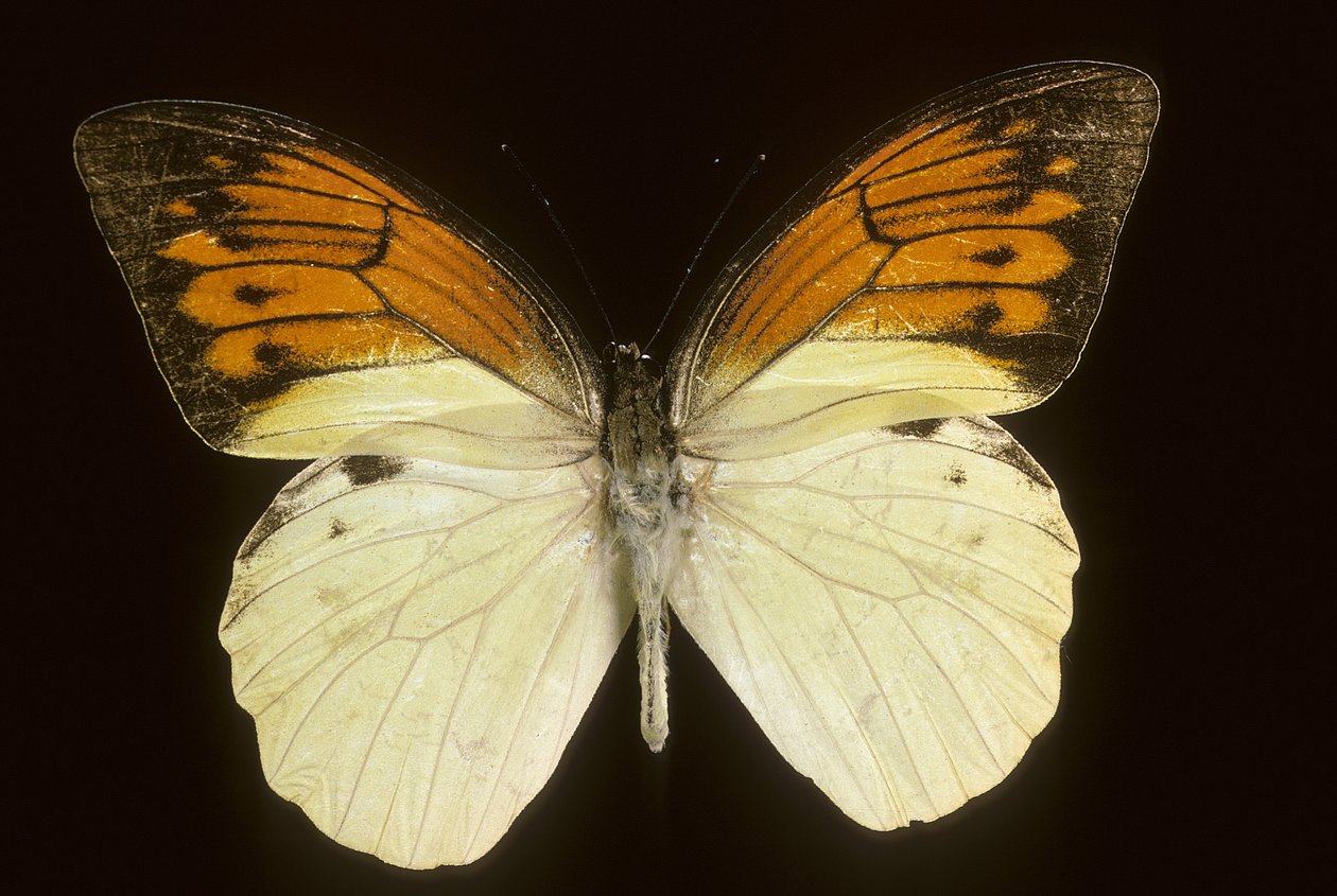 Hebomoia leukippe sulfurea od Augustus Kollner