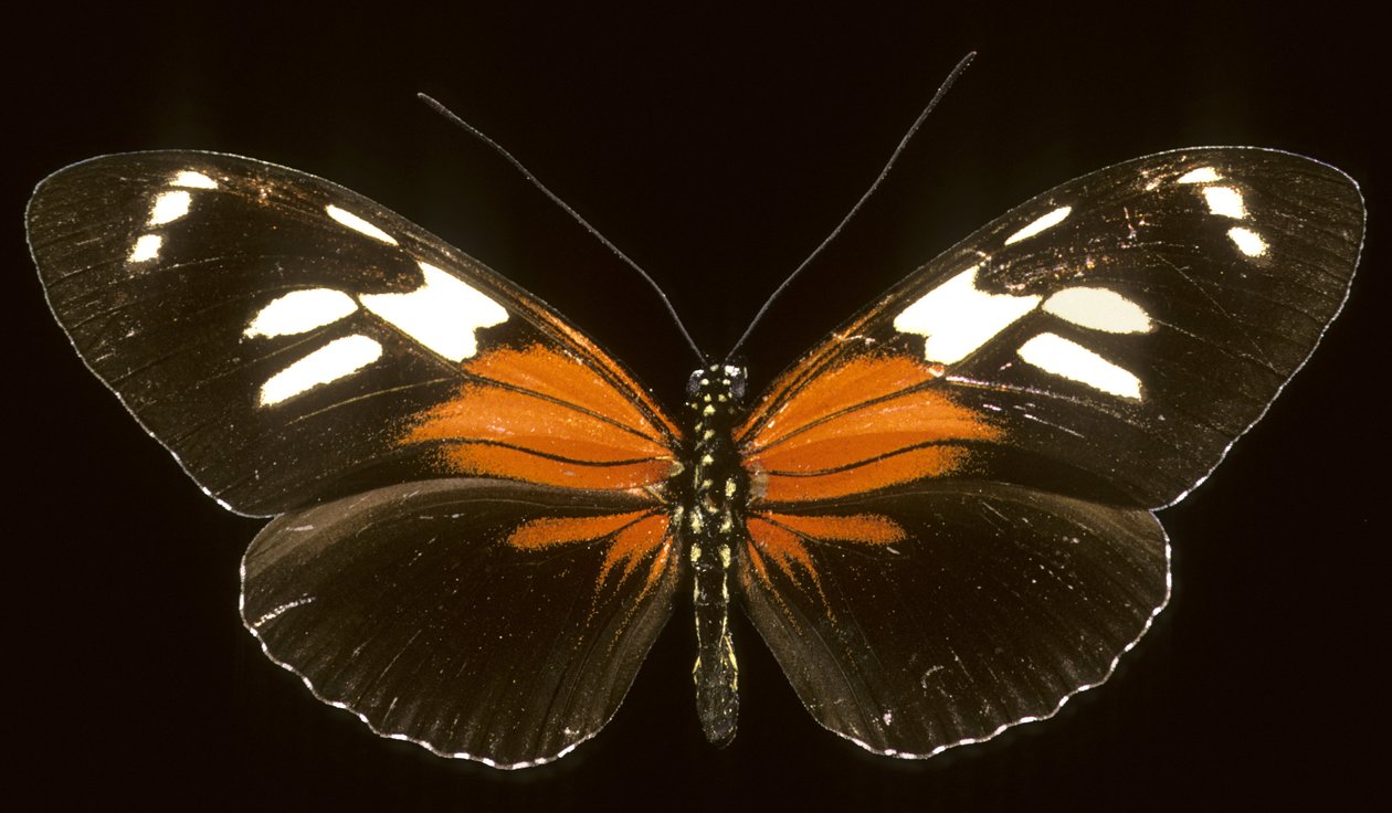 Heliconius burneyi catherina/Heliconie od Augustus Kollner