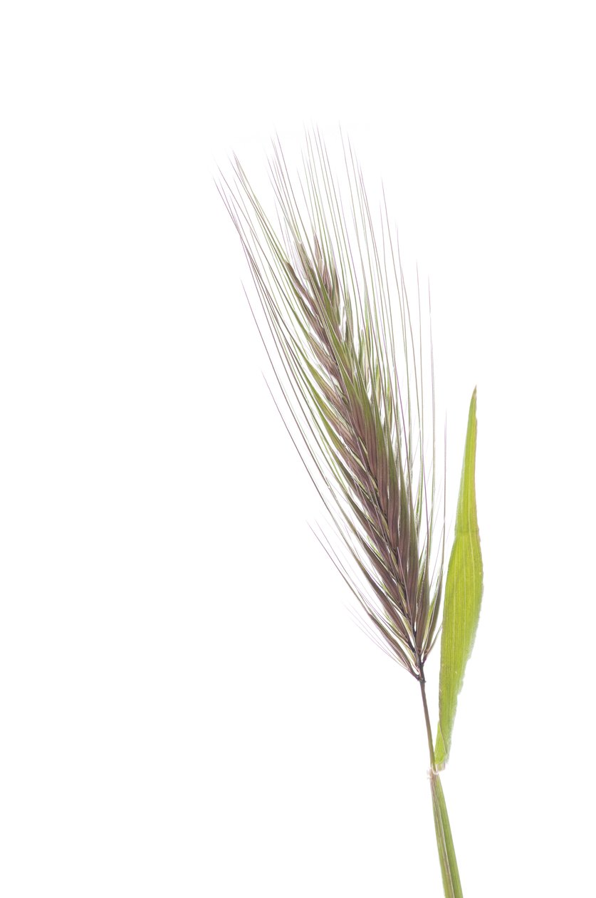 Hordeum murinum murinum/krysí ječmen od Augustus Kollner