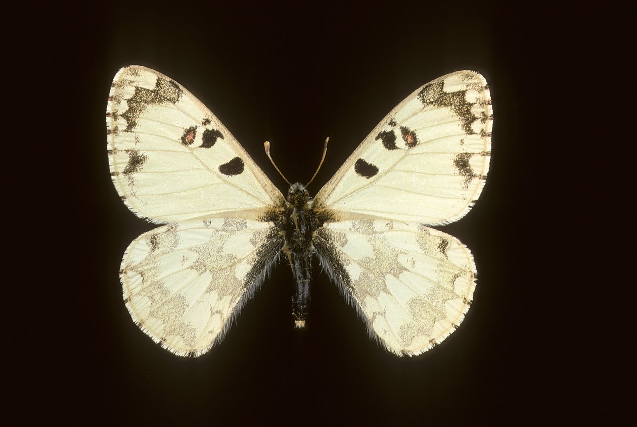 Hypermnestra helios od Augustus Kollner