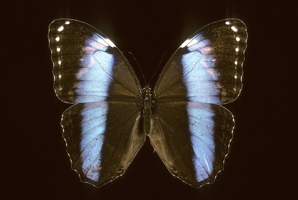 Morpho Achilles/Muž od Augustus Kollner