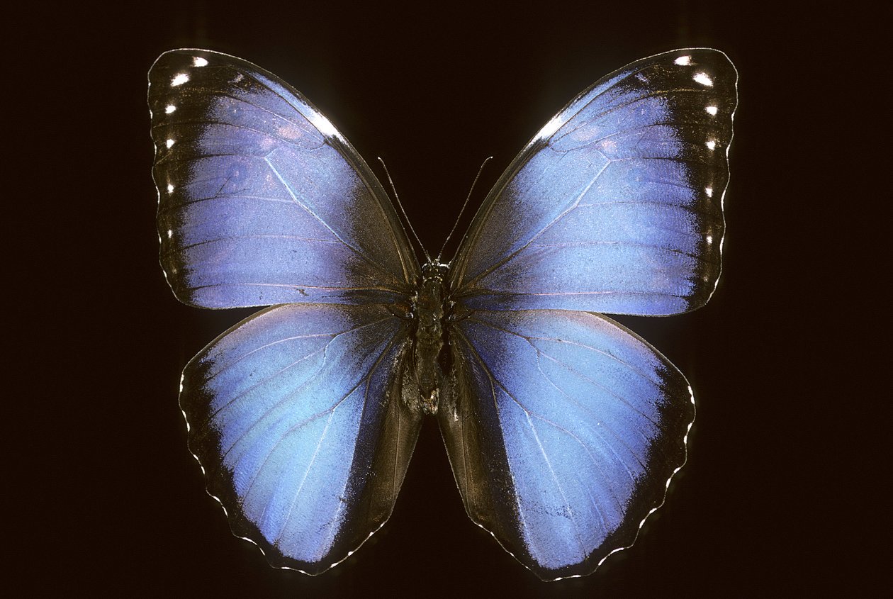 Morpho vitrea od Augustus Kollner