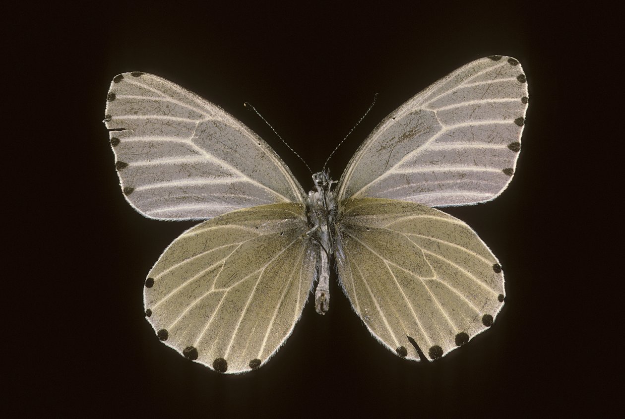 Mylothris humblot od Augustus Kollner