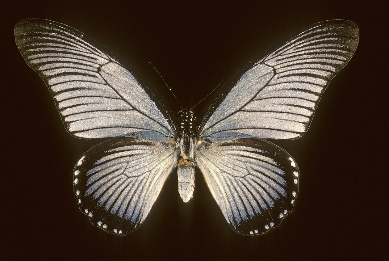 Papilio zalmoxis/Plachetnice modrá od Augustus Kollner