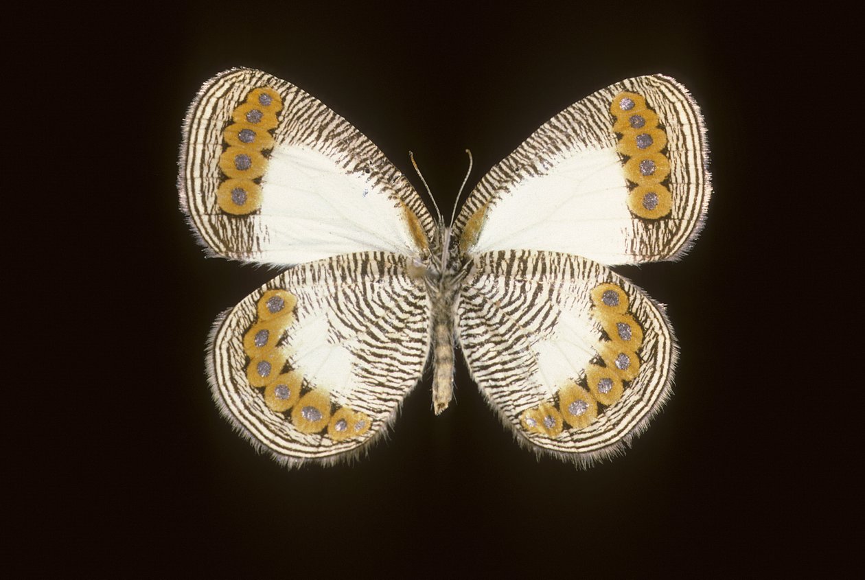 Physcaeneura leda od Augustus Kollner