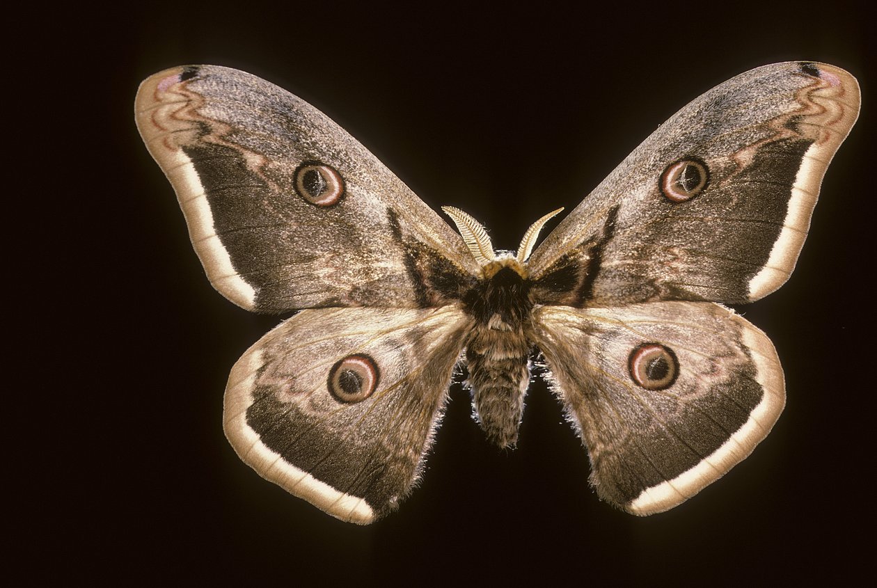 Saturnia pyri/Páv noční od Augustus Kollner