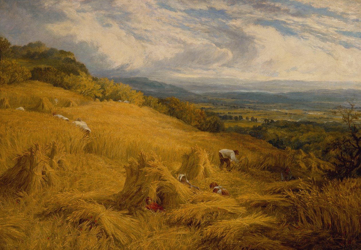 Sklizeň (olej na plátně) od Charles Henry Passey