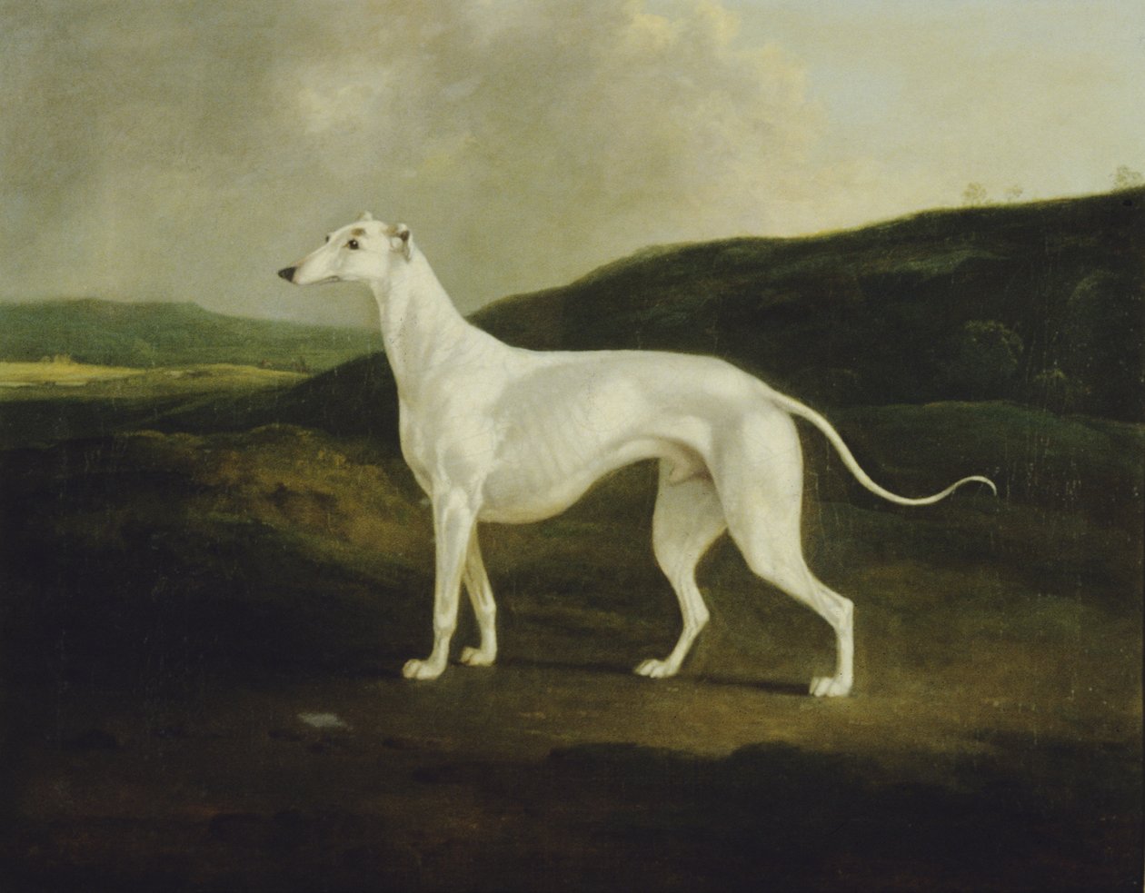 Greyhound v krajině od Charles Henry Schwanfelder