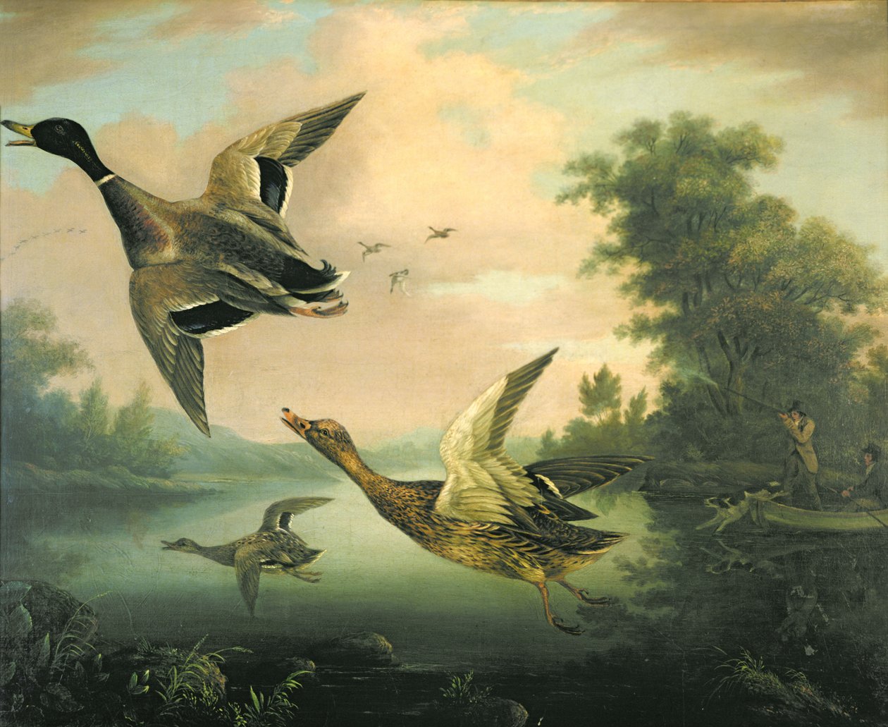 Kachna Střelba od Charles Henry Schwanfelder