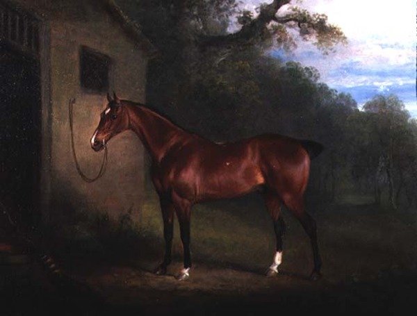 Portrét Bay Hunter připoutaný ke stáji od Charles Henry Schwanfelder