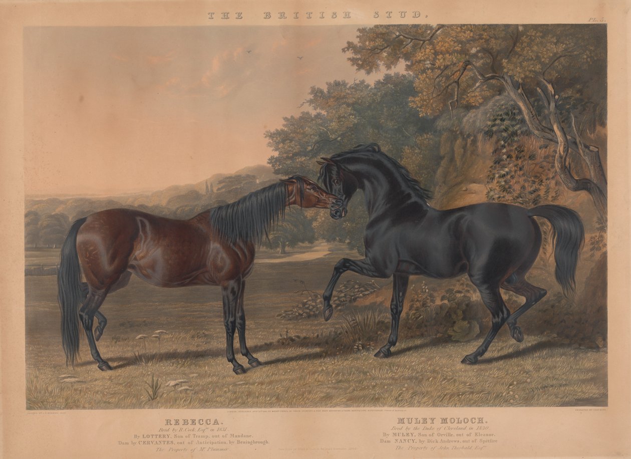 Der britische Zuchtpferd: Pl. 5. "Rebecca" gezüchtet von R. Cock, Esqr. im Jahr 1831; "Muley Moloch" gezüchtet vom Herzog von Cleveland im Jahr 1830 od Charles Hunt