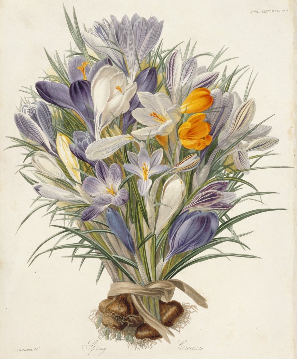 Jarní krokusy, deska z Transactions of the Horticultural Society, Londýn, sv. VII, 1830 (ručně kolorovaná rytina) od Charles John Robertson