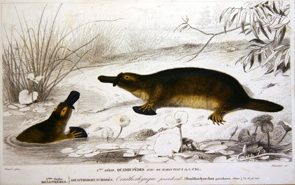Platypi, ilustrace z 