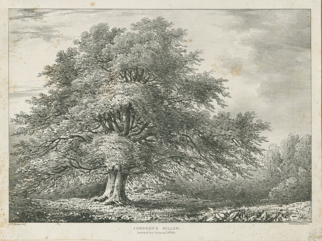 Lichfield - ["Dr. Johnson"] Willow Tree: litografie, nd [1789-1850] od Charles Joseph Hullmandel