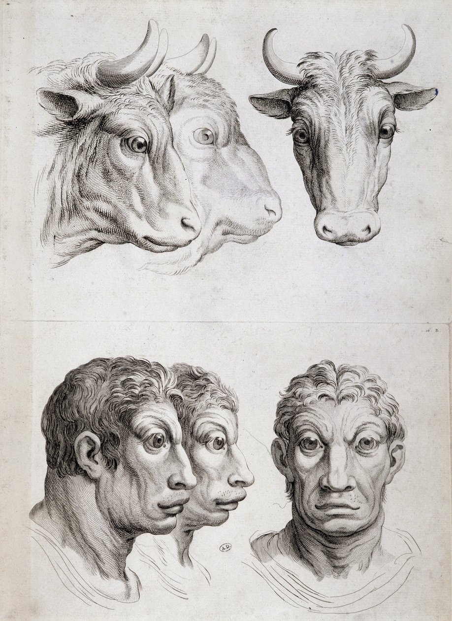 Srovnání mužů a dobytka od Charles Le Brun