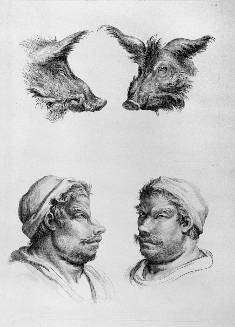 Podobnosti mezi hlavou kance a člověka, z knihy "Livre de portraiture pour ceux qui commencent a dessiner" od Le Bruna od Charles Le Brun