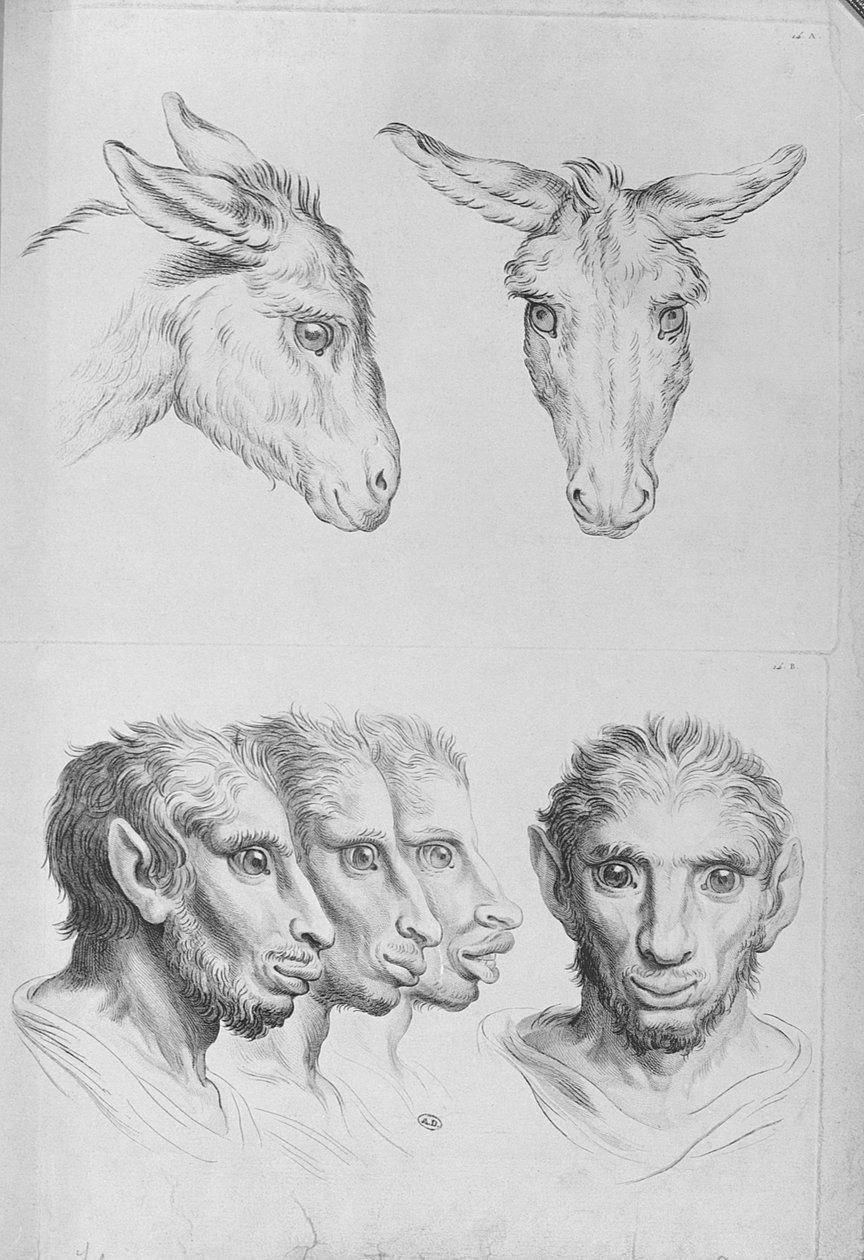 Podobnosti mezi hlavou osla a člověka, z knihy "Livre de portraiture pour ceux qui commencent a dessiner" od Le Bruna od Charles Le Brun