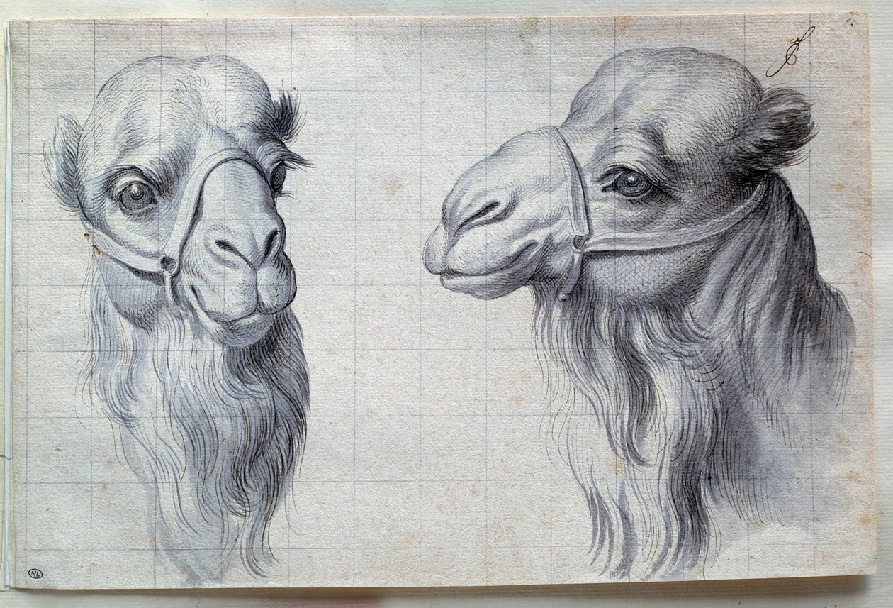 Studie dvou velbloudích hlav Kresba Charlese Lebruna (Le Brun) (1619-1690) 17. stol. Ztlumit. 0,22 x 0,32 m. Paříž, muzeum Louvre od Charles Le Brun