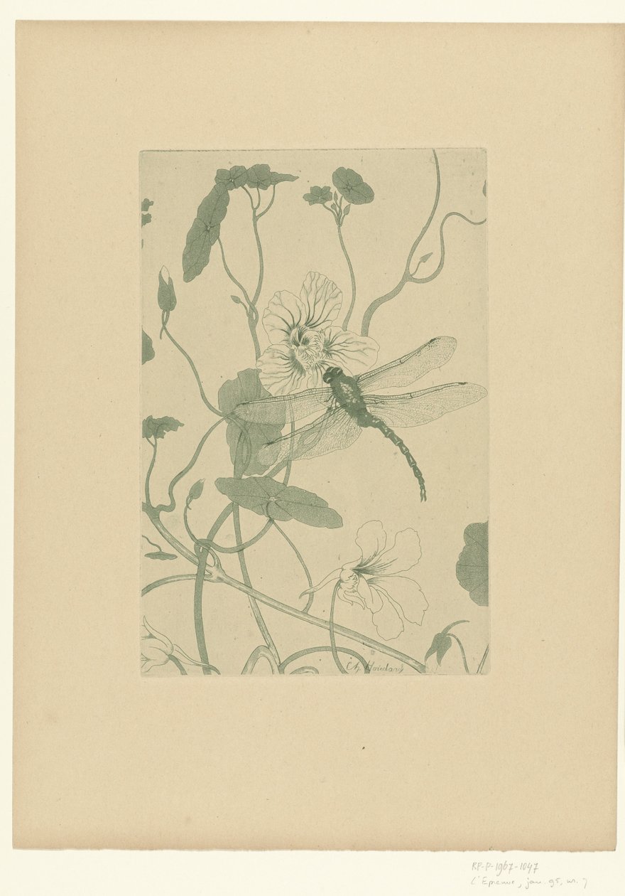 Vážka na květu lichořeřišnice Fleurs L