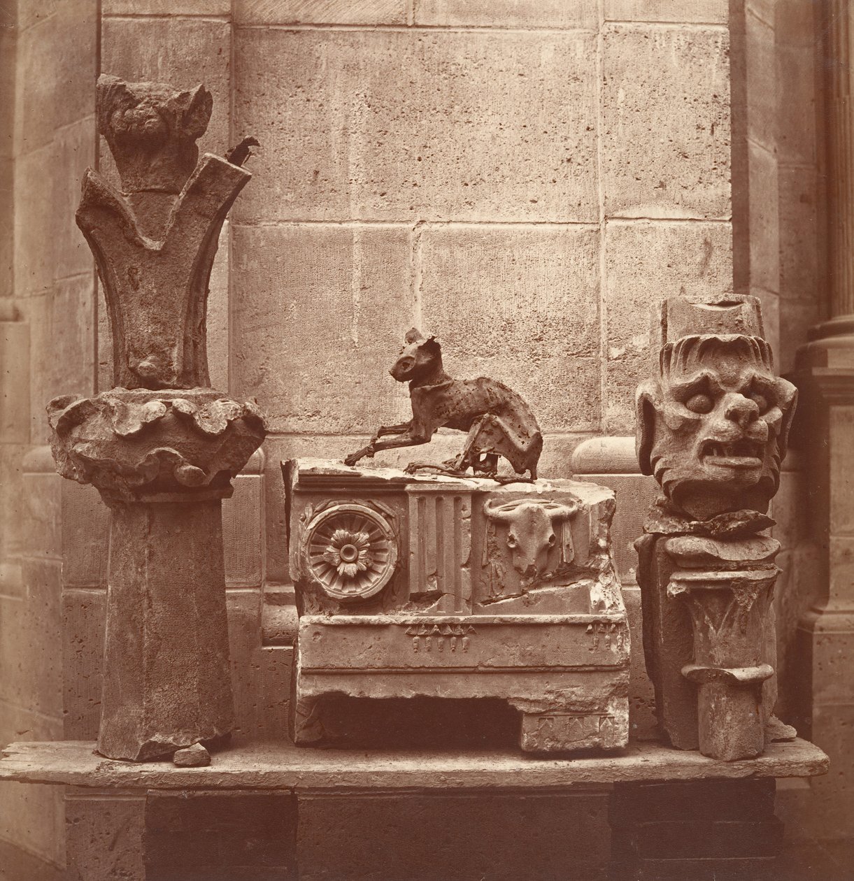 Mumifikovaná kočka nalezená ve vykopávkách Saint-Germain-en-Laye, ca. 1862. od Charles Marville